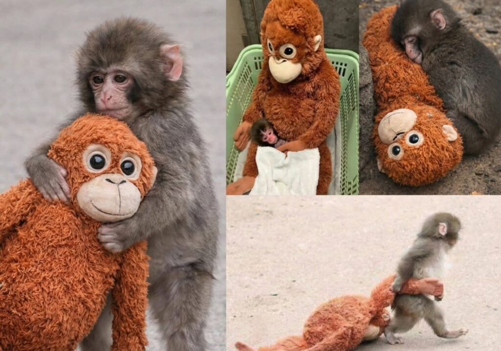 El Changuito Viral: La Historia Detrás del Peluche Que Conquistó Internet