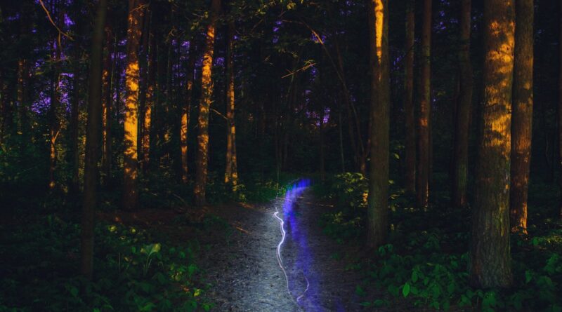 Bosque por la noche, imagen ilustrativa de experiencia de Harry Potter